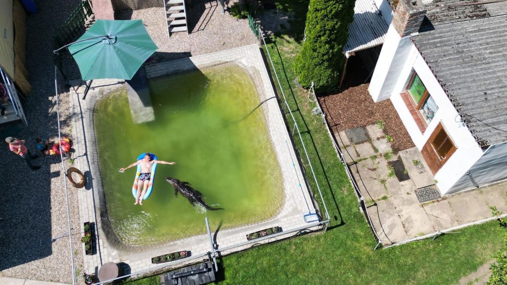 Ungewöhnliches Haustier: Diese deutsche Familie hält sich einen Alligator im Swimming-Pool