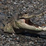 Indonesien: Krokodil tötet Mann auf Sumatra