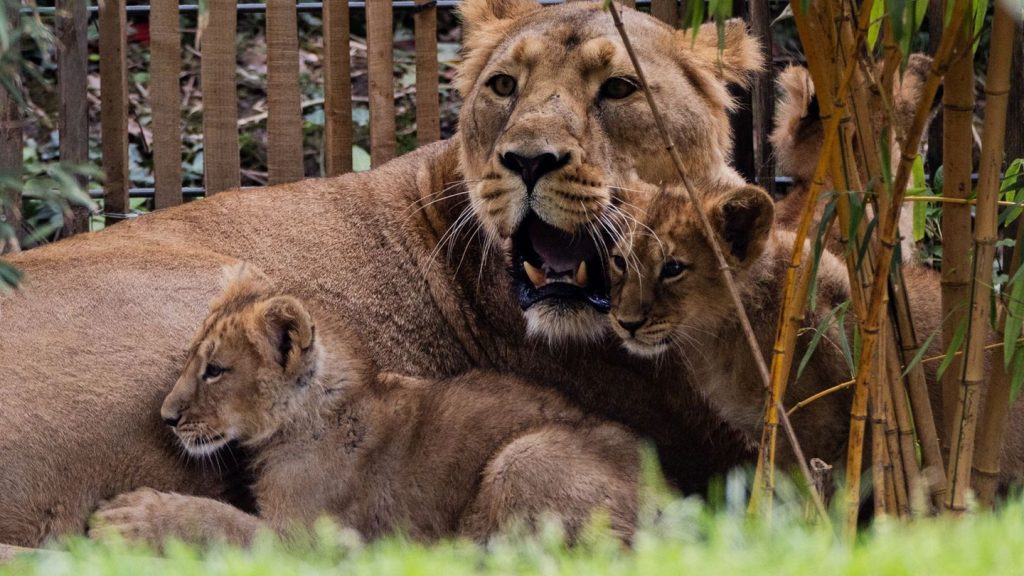 "Nach sorgfältigen Abwägungen": Kölner Zoo schläfert Löwenbabys ein – kurz nach der Geburt
