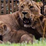 "Nach sorgfältigen Abwägungen": Kölner Zoo schläfert Löwenbabys ein – kurz nach der Geburt