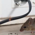 Nagetierplage: Mäuse vertreiben: Darum sind Lebendfallen sinnvoller als Giftköder