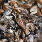 Invasive Art: Invasion der Muscheln im Bodensee – jetzt sollen Fische helfen