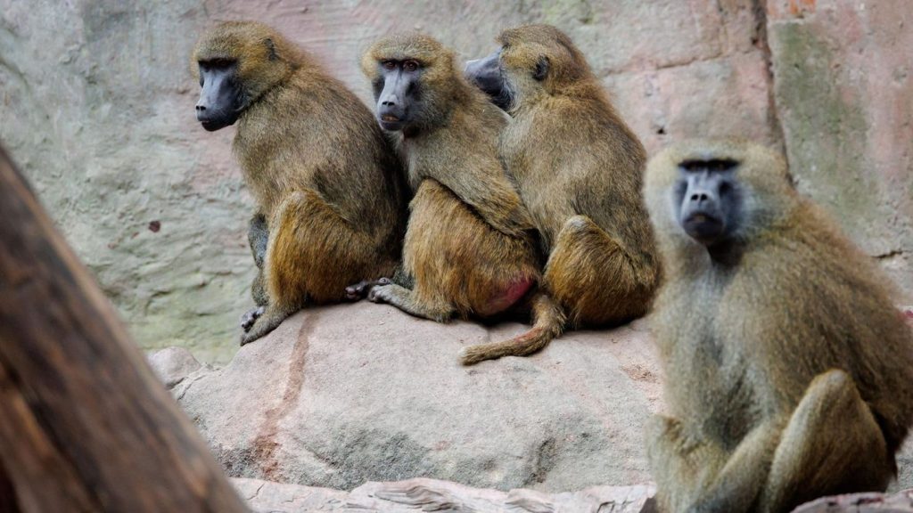 Nürnberg: Affen sollen getötet werden: Tierschützer ketten sich im Zoo an