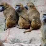 Nürnberg: Affen sollen getötet werden: Tierschützer ketten sich im Zoo an
