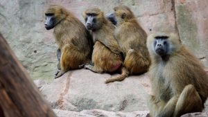 Nürnberg: Affen sollen getötet werden: Tierschützer ketten sich im Zoo an