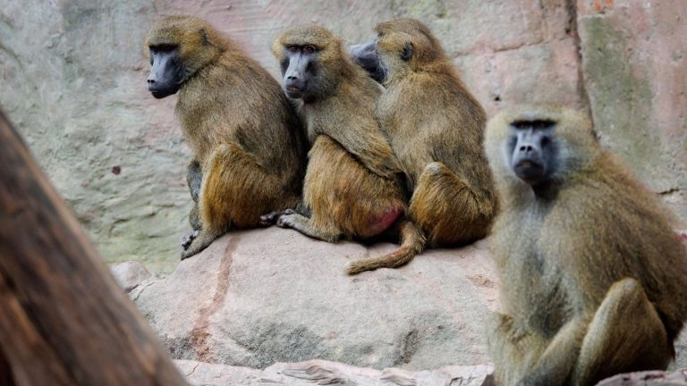 Nürnberg: Affen sollen getötet werden: Tierschützer ketten sich im Zoo an