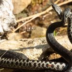 Heimische Reptilien: Teufelsotter, Blindschleiche, Smaragdeidechse: Was schlängelt denn da?