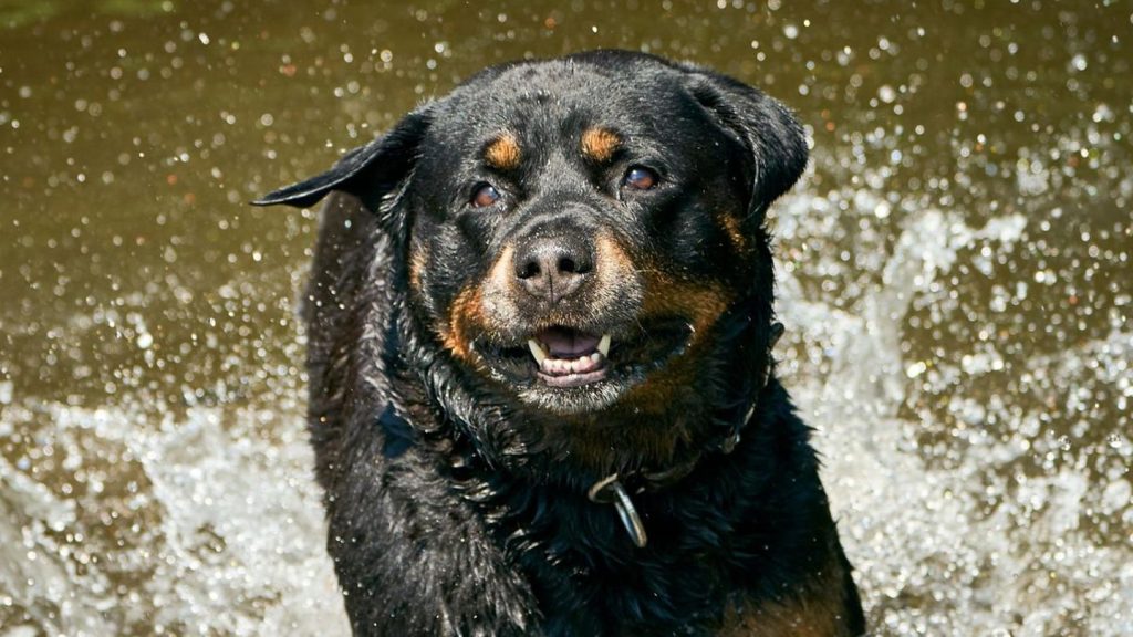 Ratzeburg: Polizei erschießt aggressiven Rottweiler bei Einsatz am Bahnhof