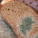 Hitzewelle: Darum schimmelt Brot im Sommer so schnell – und das kann man dagegen tun