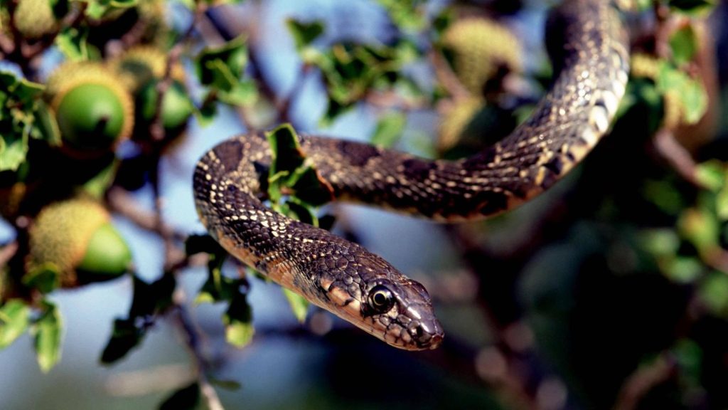 Tierische Plage: Schlangen breiten sich auf Mallorca aus. Wie gefährlich sind die Tiere?