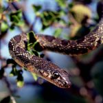 Tierische Plage: Schlangen breiten sich auf Mallorca aus. Wie gefährlich sind die Tiere?