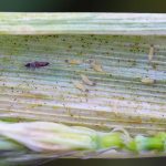 Insektenplage: Thripse: So erkennen Sie den Pflanzen-Schädling und bekämpfen ihn