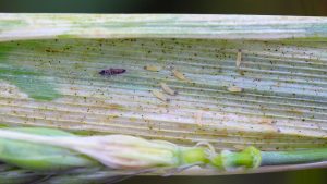 Insektenplage: Thripse: So erkennen Sie den Pflanzen-Schädling und bekämpfen ihn