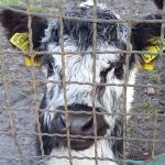 Adoptionen im Tierreich: Wie Kälbchen Fridolin sich selbst eine neue Mutter suchte