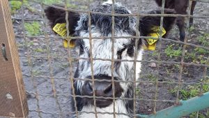 Adoptionen im Tierreich: Wie Kälbchen Fridolin sich selbst eine neue Mutter suchte