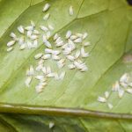Winziger Schädling: Weiße Fliegen im Gemüsebeet? So schützen Sie Ihre Pflanzen