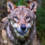 In Naturgebiet: Behörden: Wolf beißt Jungen in den Niederlanden