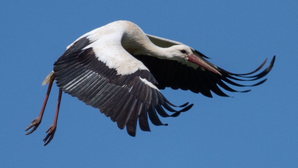 Rettungsaktion: Storch will nicht gerettet werden