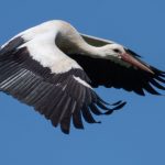 Rettungsaktion: Storch will nicht gerettet werden