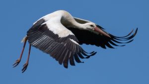 Rettungsaktion: Storch will nicht gerettet werden