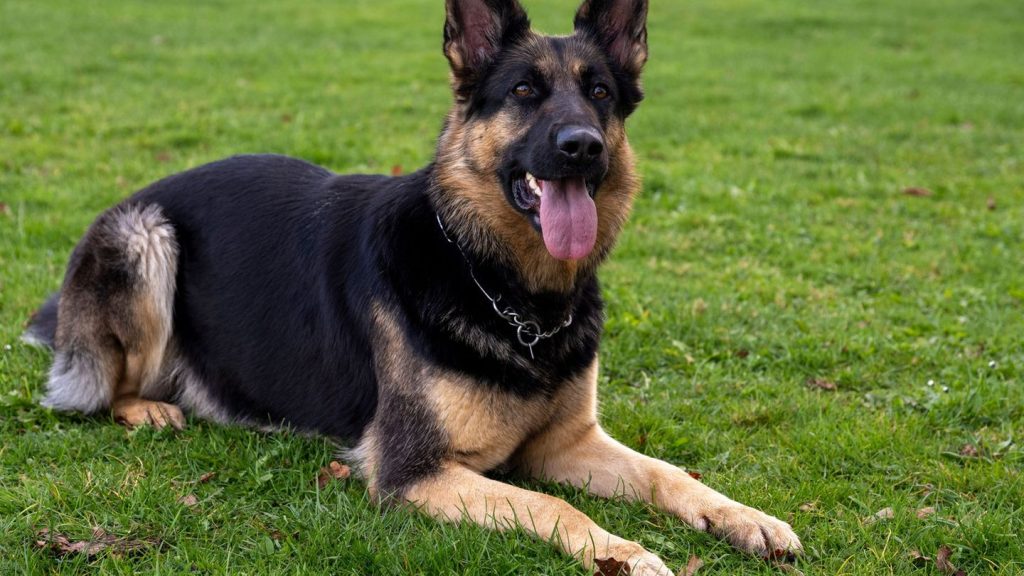 Notfälle: Schäferhund greift Passantin an - sie verliert Zahn