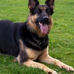 Notfälle: Schäferhund greift Passantin an - sie verliert Zahn
