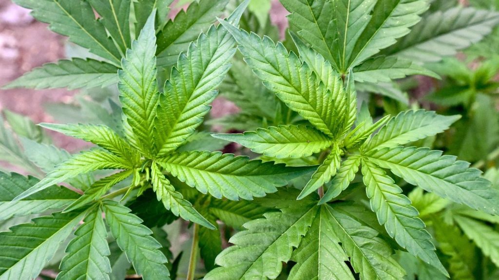 Cannabis: Erster Cannabis-Club im Saarland bekommt grünes Licht