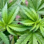 Cannabis: Erster Cannabis-Club im Saarland bekommt grünes Licht