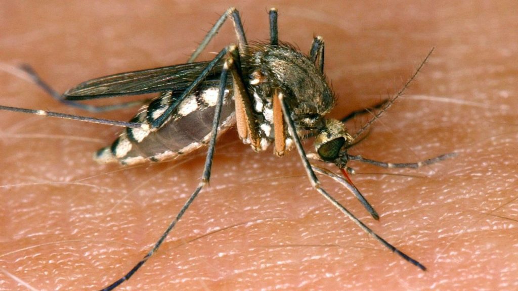 Krankheiten: Drei weitere Tote in Italien durch West-Nil-Virus