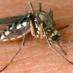 Krankheiten: Drei weitere Tote in Italien durch West-Nil-Virus