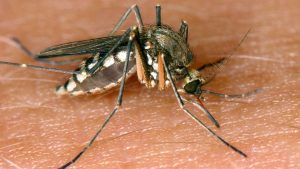 Krankheiten: Drei weitere Tote in Italien durch West-Nil-Virus