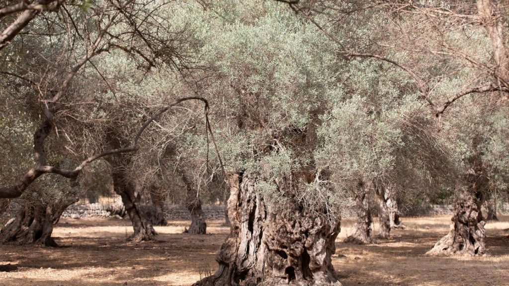 Dürre: Wassermangel auf Mallorca: Gemeinde dreht Wasserhahn ab