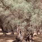 Dürre: Wassermangel auf Mallorca: Gemeinde dreht Wasserhahn ab