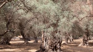 Dürre: Wassermangel auf Mallorca: Gemeinde dreht Wasserhahn ab