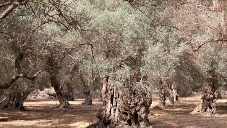 Dürre: Wassermangel auf Mallorca: Gemeinde dreht Wasserhahn ab