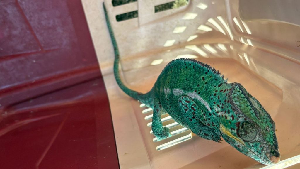 Tiere: Feuerwehr rettet Chamäleon aus Baum