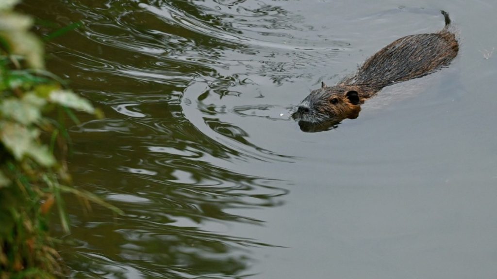 Invasive Nutrias breiten sich weiter aus - Verdopplung im Vergleich zu 2015
