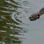 Invasive Nutrias breiten sich weiter aus - Verdopplung im Vergleich zu 2015