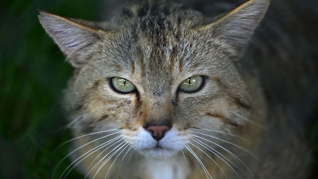 Weltkatzentag: Wildkatzen stehen am Weltkatzentag im Fokus