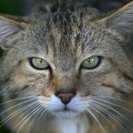 Weltkatzentag: Wildkatzen stehen am Weltkatzentag im Fokus