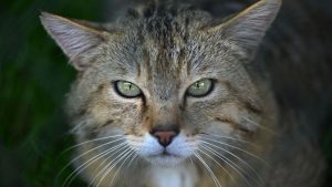 Weltkatzentag: Wildkatzen stehen am Weltkatzentag im Fokus