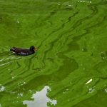 Schwimmen: Nur sehr wenige Badegewässer von Blaualgen betroffen