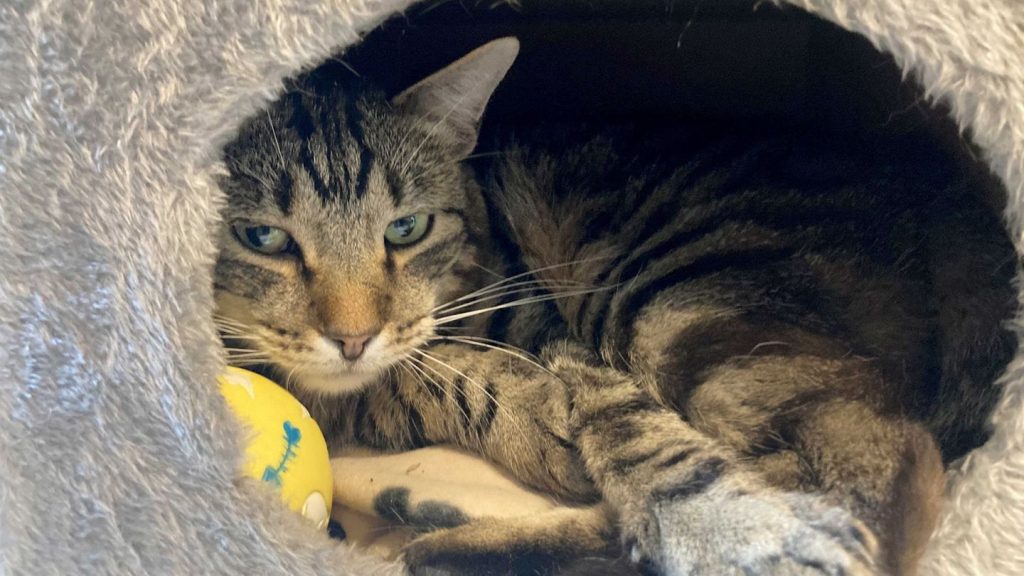 Weltkatzentag: Kleine Notfelle - warum Straßenkatzen so leiden