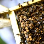 Französischer Verfassungsrat kippt Wiedereinführung von Insektengift