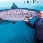 Meerforelle: Rückkehrhilfen für Meerforelle und Aal