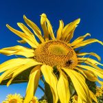 Wetter: Sonnige Aussichten für Berlin und Brandenburg