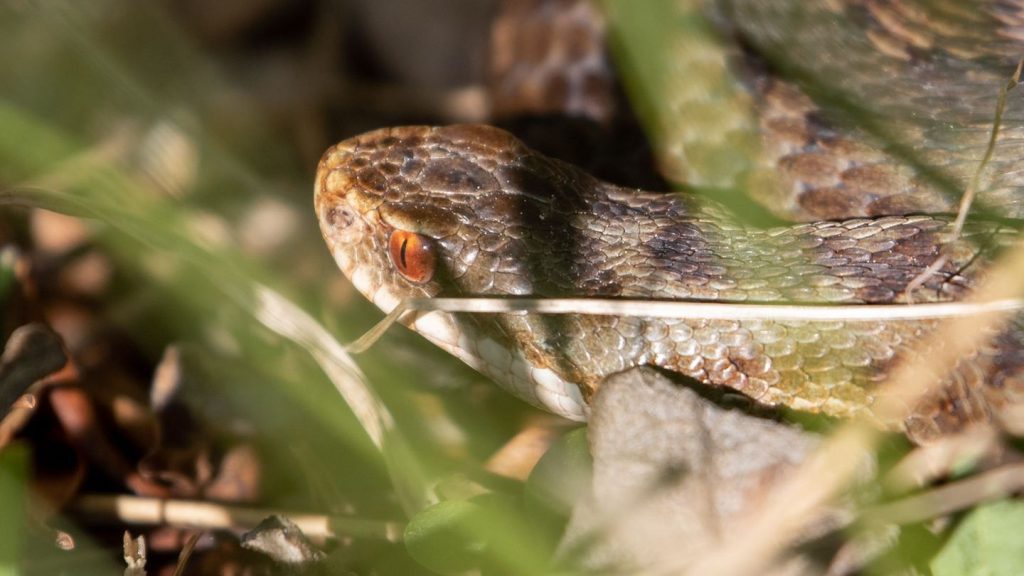 Naturschutz: Betrieb von Zuchtstation für Kreuzotter bis 2029 gesichert