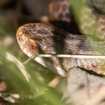 Naturschutz: Betrieb von Zuchtstation für Kreuzotter bis 2029 gesichert