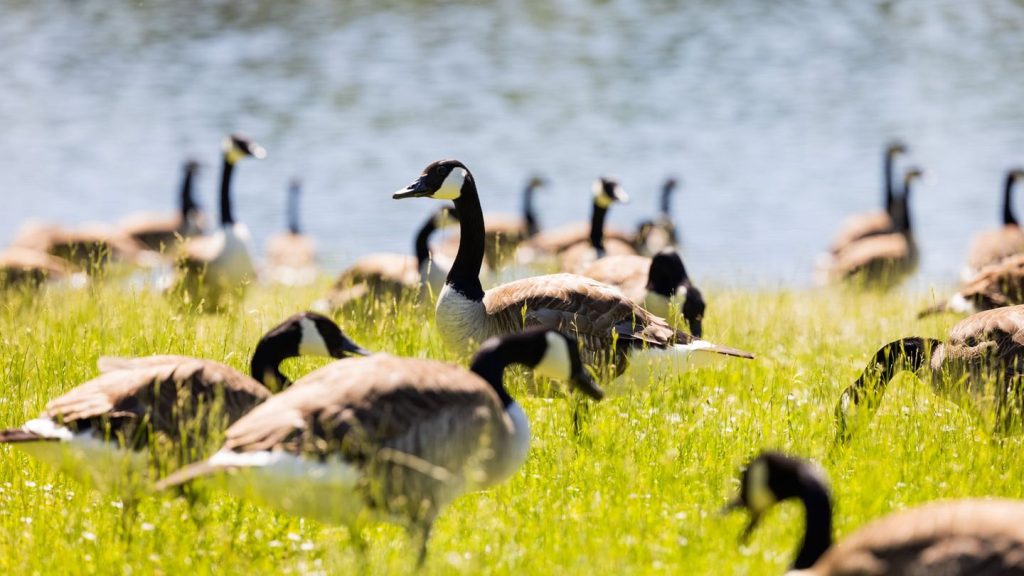 Gesundheitsgefahr: Badeverbot an Baggersee wegen Fäkalkeimen