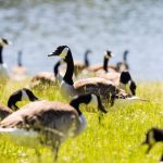 Gesundheitsgefahr: Badeverbot an Baggersee wegen Fäkalkeimen